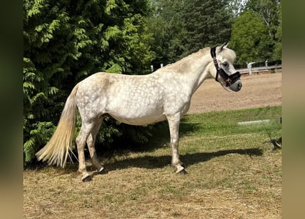 Pony Islandese, Giumenta, 12 Anni, 138 cm, Grigio trotinato