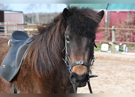 Pony Islandese, Giumenta, 12 Anni, 139 cm, Baio