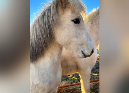 Pony Islandese, Giumenta, 12 Anni, 140 cm, Grigio