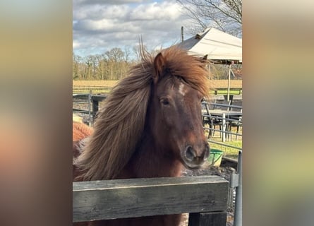 Pony Islandese, Giumenta, 13 Anni, 135 cm, Sauro scuro