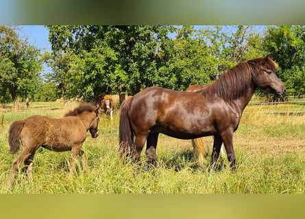 Pony Islandese, Giumenta, 13 Anni, 138 cm, Morello
