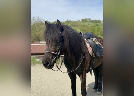 Pony Islandese, Giumenta, 13 Anni, 140 cm, Baio
