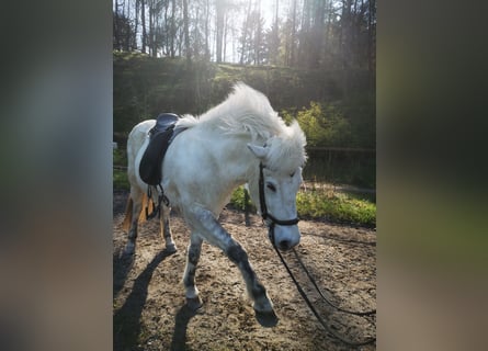 Pony Islandese, Giumenta, 13 Anni, 140 cm, Grigio
