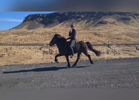 Pony Islandese, Giumenta, 13 Anni, 142 cm, Baio