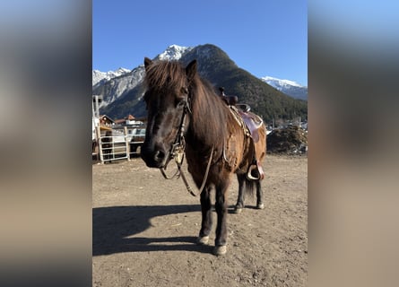 Pony Islandese, Giumenta, 15 Anni, 138 cm, Morello