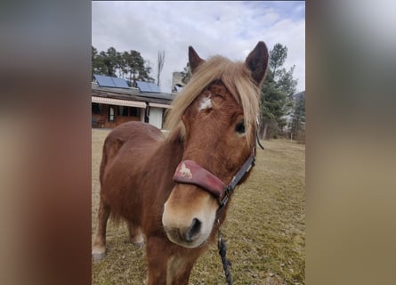 Pony Islandese, Giumenta, 16 Anni, 138 cm, Sauro