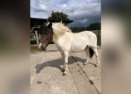Pony Islandese, Giumenta, 19 Anni, 139 cm, Pezzato