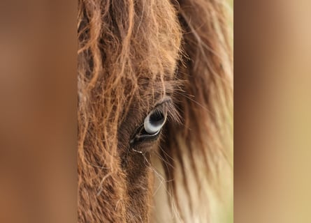 Pony Islandese, Giumenta, 1 Anno, 138 cm, Pezzato