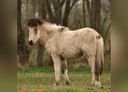 Pony Islandese, Giumenta, 1 Anno, 140 cm, Pelle di daino