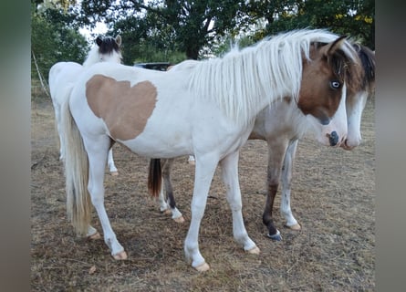 Pony Islandese, Giumenta, 1 Anno, 140 cm, Pezzato