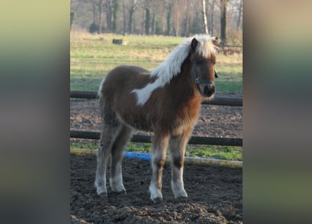 Pony Islandese, Giumenta, 1 Anno, 140 cm, Pezzato