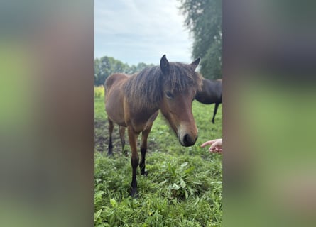 Pony Islandese, Giumenta, 1 Anno, Baio