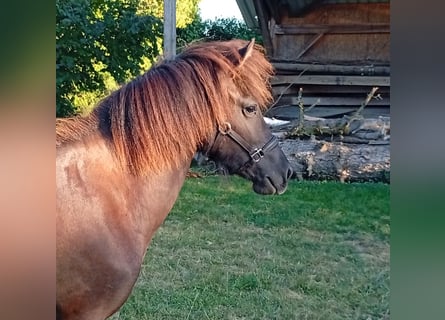Pony Islandese, Giumenta, 1 Anno, Morello