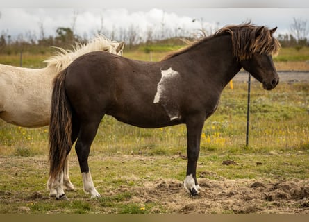 Pony Islandese, Giumenta, 1 Anno, Pezzato
