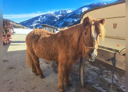 Pony Islandese, Giumenta, 24 Anni