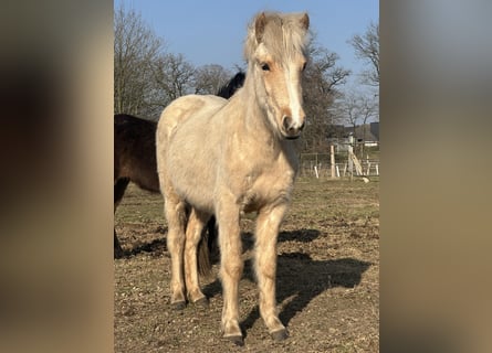 Pony Islandese, Giumenta, 2 Anni, 132 cm, Cremello