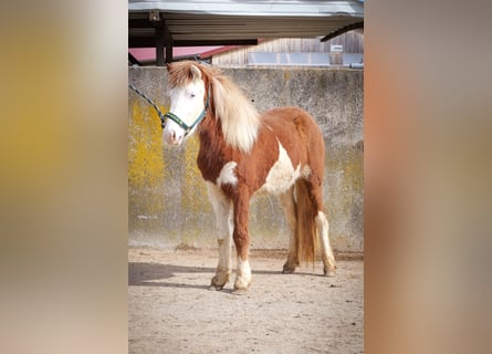 Pony Islandese, Giumenta, 2 Anni, Pezzato