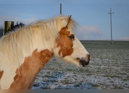 Pony Islandese, Giumenta, 2 Anni, Pezzato