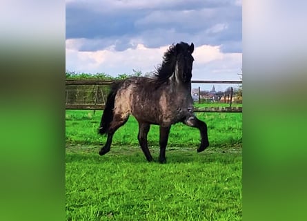 Pony Islandese, Giumenta, 3 Anni, 135 cm, Baio roano