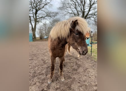 Pony Islandese, Giumenta, 3 Anni, 139 cm