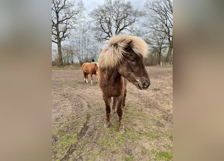 Pony Islandese, Giumenta, 3 Anni, 139 cm