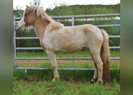 Pony Islandese, Giumenta, 3 Anni, 139 cm, Pezzato
