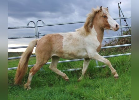 Pony Islandese, Giumenta, 3 Anni, 139 cm, Pezzato