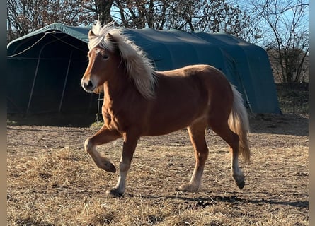 Pony Islandese, Giumenta, 3 Anni, 139 cm, Sauro