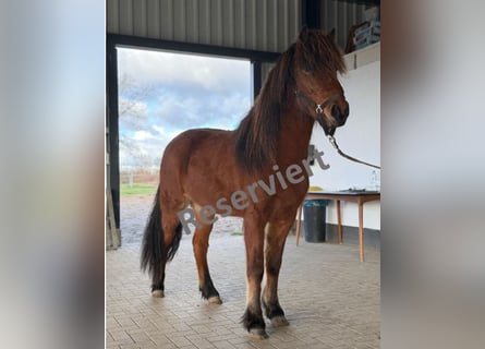 Pony Islandese, Giumenta, 3 Anni, 144 cm, Baio