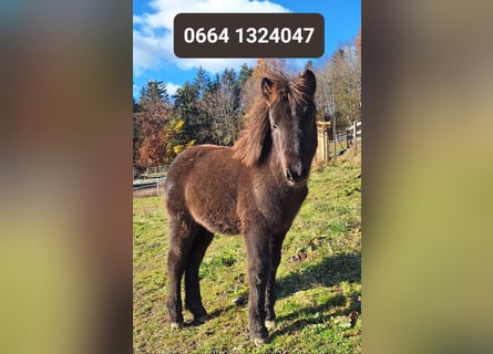 Pony Islandese, Giumenta, 3 Anni