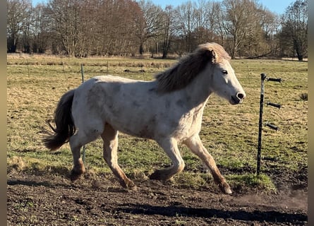 Pony Islandese, Giumenta, 3 Anni