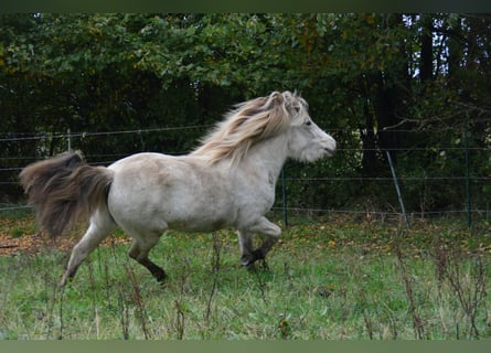 Pony Islandese, Giumenta, 3 Anni