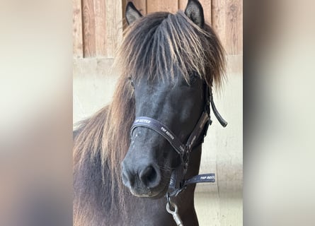 Pony Islandese, Giumenta, 4 Anni, 132 cm, Morello