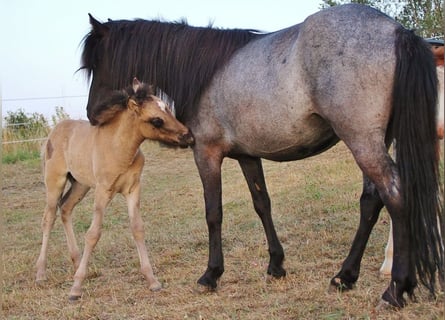 Pony Islandese, Giumenta, 4 Anni, 137 cm, Roano blu