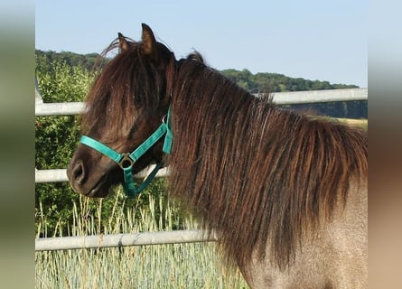 Pony Islandese, Giumenta, 4 Anni, 137 cm, Roano blu