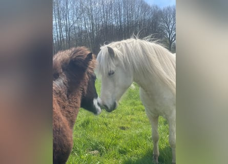 Pony Islandese, Giumenta, 4 Anni, 139 cm
