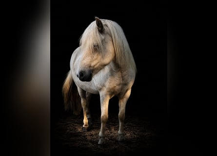Pony Islandese, Giumenta, 4 Anni, 139 cm