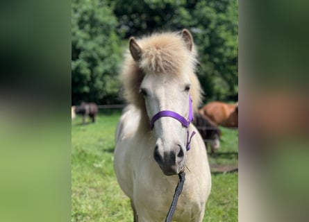 Pony Islandese, Giumenta, 4 Anni, 139 cm