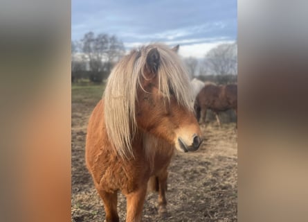 Pony Islandese, Giumenta, 4 Anni, 139 cm, Sauro