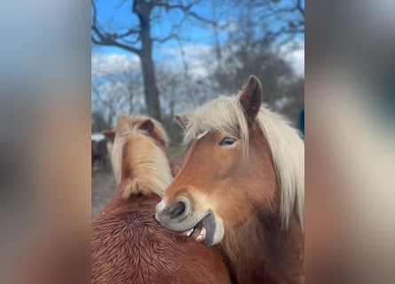Pony Islandese, Giumenta, 4 Anni, 139 cm, Sauro