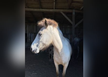 Pony Islandese, Giumenta, 4 Anni, 144 cm