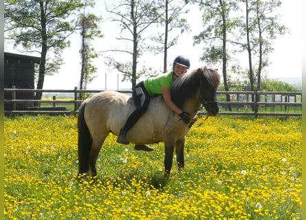 Pony Islandese, Giumenta, 5 Anni, 130 cm, Falbo