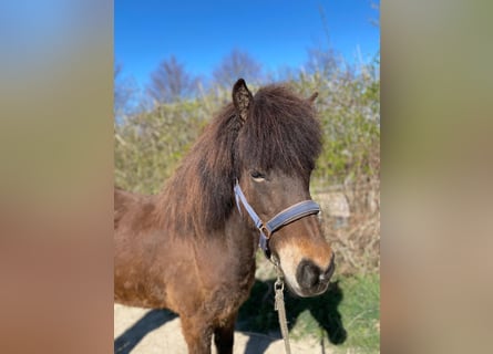 Pony Islandese, Giumenta, 5 Anni, 137 cm, Baio