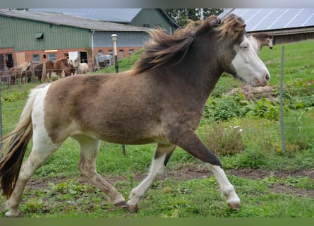 Pony Islandese, Giumenta, 5 Anni, 138 cm