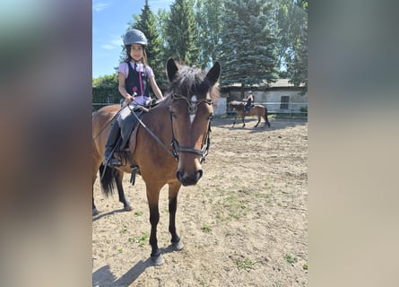 Pony Islandese, Giumenta, 5 Anni, 140 cm, Baio
