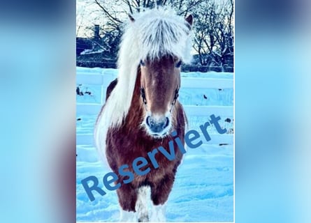Pony Islandese, Giumenta, 5 Anni, 140 cm, Pezzato