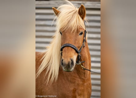 Pony Islandese, Giumenta, 5 Anni, 141 cm, Sauro scuro