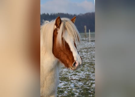 Pony Islandese, Giumenta, 5 Anni, Pezzato