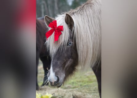 Pony Islandese, Giumenta, 6 Anni, 130 cm