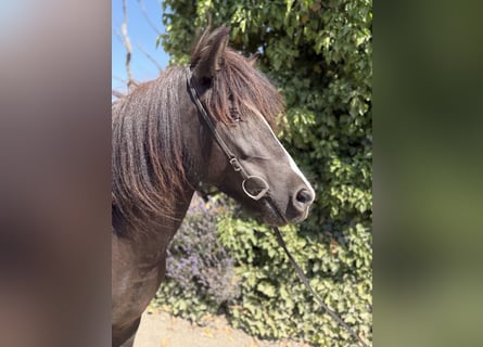 Pony Islandese, Giumenta, 6 Anni, 132 cm